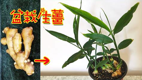 老薑種植盆栽|【薑要怎麼種】在家也能種薑！薑要怎麼種？育苗、種。